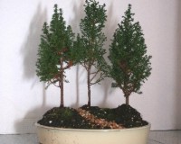 Eastern Cedar Forest Bonsai Trees Planting