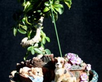Indoor Umbrella Bonsai Tree in a Dog Pot