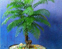 Jacaranda bonsai tree flowers purple and red