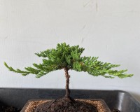 1OYR JUNIPER TRAINED BONSAI TREE BY MASTER BONSAI ANGIE