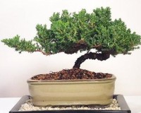 Juniper Bonsai in 8 Inch Glazed Pot