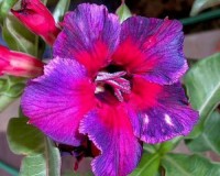 Kalediscope Desert Rose Seeds  Purple, red, orange and light purple blooms