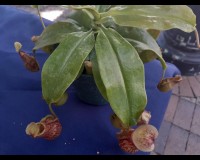 Lady Luck eats bugs in 5inch training pot.