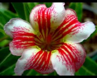 Imported Rare Desert Rose seeds Yellow, Red and White (laymunmgorn)