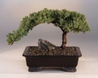 Juniper bonsai tree for a true beginner