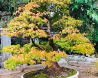 MAPLE SPECIMEN BONSAI TREE