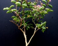 Large Crepe Myrtle Flowering Bonsai Tree