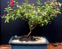 Large Crape Myrtle Flowering Bonsai Tree