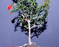 Large Dwarf Pomegrante Bonsai Tree By Lousbonsai
