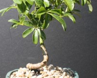 Hawaiian Umbrella Coiled Bonsai Tree