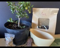 Dwarf Weeping Cherry bonsai kit