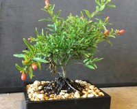 LOUSBONSAI DWARF POMEGRANTE BONSAI TREE