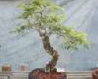 Mimosa specimen bonsai tree
