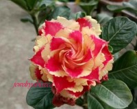 HARRY PINK AND CREAM DESERT ROSE SEEDS (5)