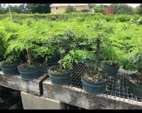 Prebonsai Princess earrings in 8inch training pot