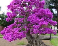 Bouganvillea bonsai - thanks to Mensagens para todos