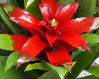 Red with Hints of white bromeliad