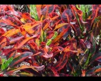 4 INCH CROTON MAMMY PLANT