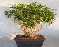 15YR OLD UMBRELLA CLUMP STYLE