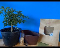 Build your own bonsai tree kit with Umbrella dwarf tree