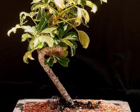 Hawaiian Varigated Umbrella Bonsai Tree.