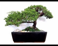 Large Juniper 10 or 12inch pot. 15yrs old