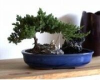 Juniper Zen Garden Bonsai Tree in Stonewater Pot