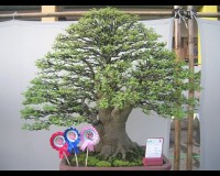 Great Bonsai