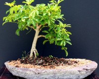 Hawaiian Umbrella on Slab Bonsai Tree  CALL FOR DETAILS AND ORDERING