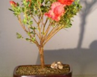 Flowering Azalea bonsai tree beginner