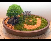 Indoor Bonsai Baseball Tree