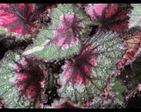 rex begonia 4inch pot