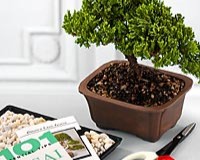 Complete indoor bonsai tree kit with Bonsai Book.