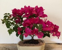 Great blooming Bougainvillea bonsai in 8 inch pot