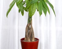 Mini 3 Braided Money Bonsai Tree in training pot
