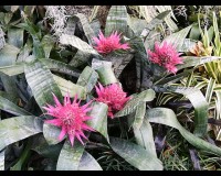 bromeliad Aechmea fasciata