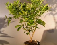 Dwar Citrus Orange bonsai tree