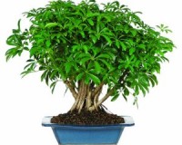 Clump Style Umbrella bonsai tree