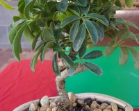 GREAT BEGINNER BONSAI TREE COILED UMBRELLA TRAINED. PERFECT FOR BEGINNER