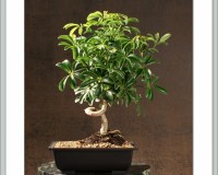 Hawiian Umbrella Bonsai Tree Coiled Trunk