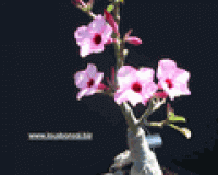 Desert Rose Bonsai Tree Medium
