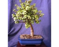 Medium Jade Bonsai Tree