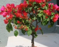 Flowering Red Bougainvillea Bonsai Tree