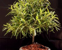 Ficus nerifolia bonsai tree
