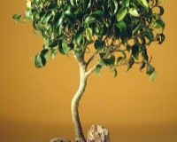 Ficus Too Little Medium bonsai tree