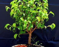 Ficus Too Little Bonsai Tree 6yrs Old