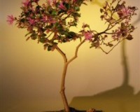 Fringe Bonsai flowering tree 7yrs Old
