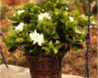 Dwarf Gardenia Small Leaf in basket