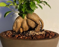 Ginseng Ficus 15yrs old great for the beginner and office