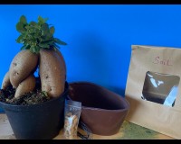 Ginseng ficus kit